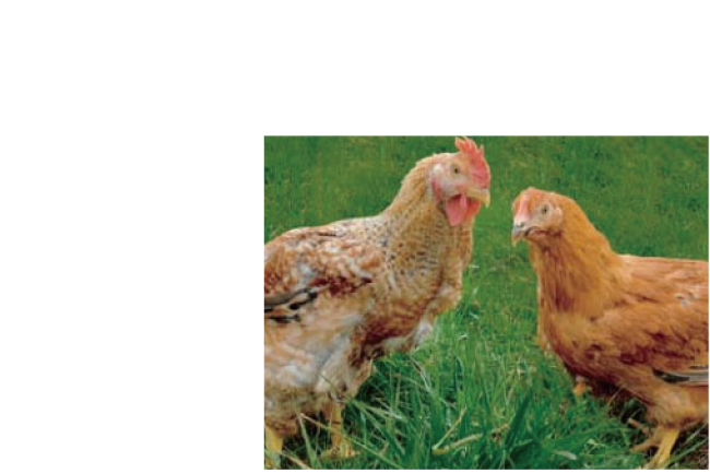 奥美濃地鶏